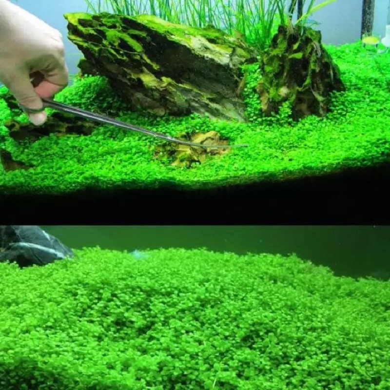 Cách chăm sóc cây Trân Châu Ngọc Trai