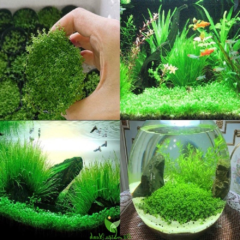 Cách trồng cây Trân Châu Ngọc Trai