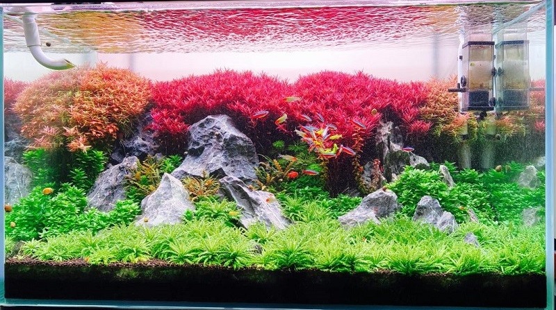 Cách trồng cây tân đế tài hồng