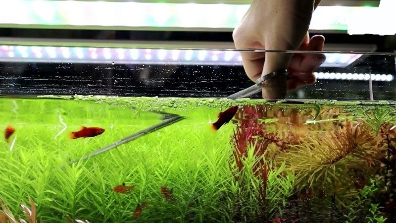 Cắt tỉa cho cây