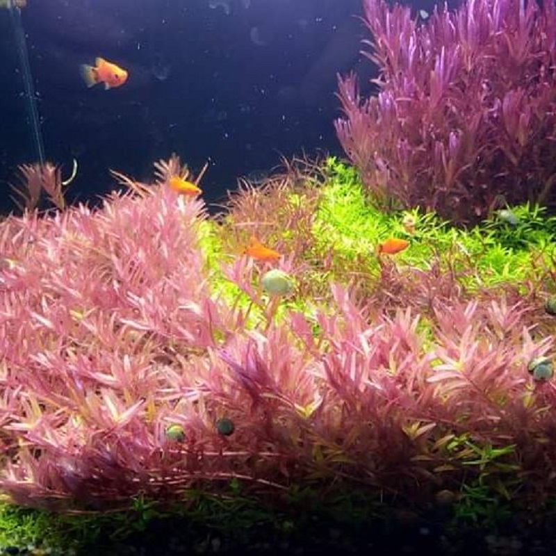 Cây Vảy Ốc Hồng (Hygrophila Polysperma)