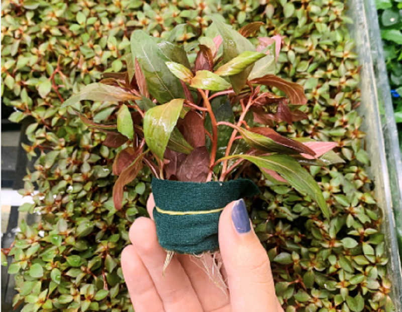 Chuẩn bị trước khi trồng