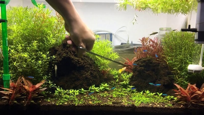 Hướng dẫn trồng và chăm sóc cây thủy sinh lọc nước