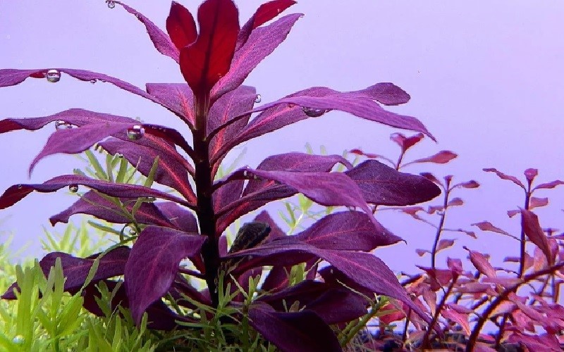 Ludwigia glandulosa Red