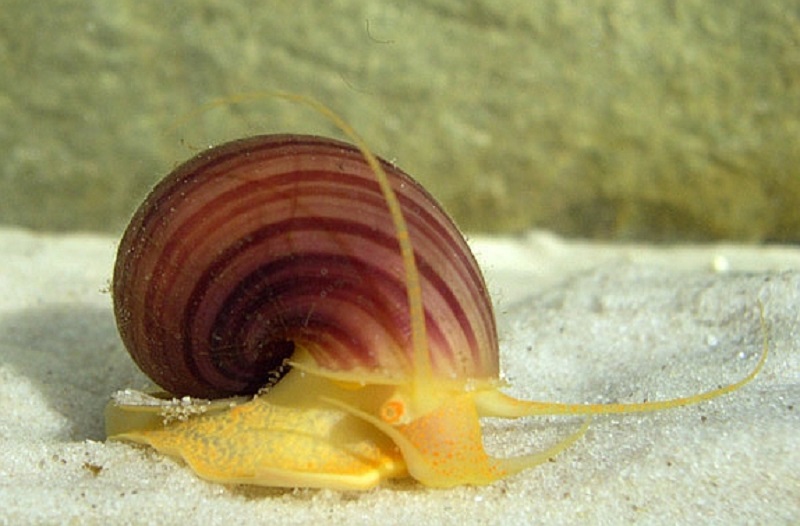 Ốc Bươu (Pomacea spp.)