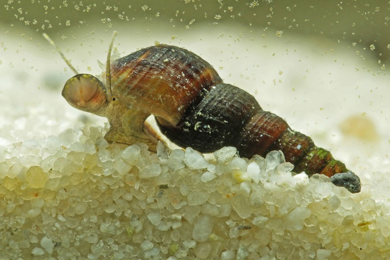 Ốc Hung (Melanoides tuberculata)