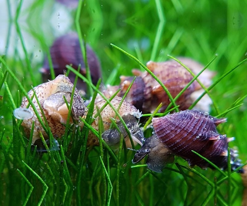 Ốc Nút (Thiara scabra)