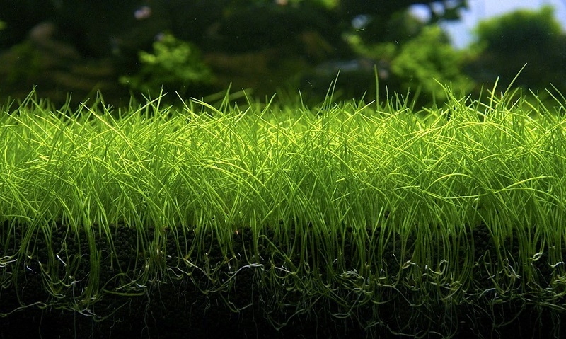 Rừng Răng Nhỏ (Eleocharis acicularis)