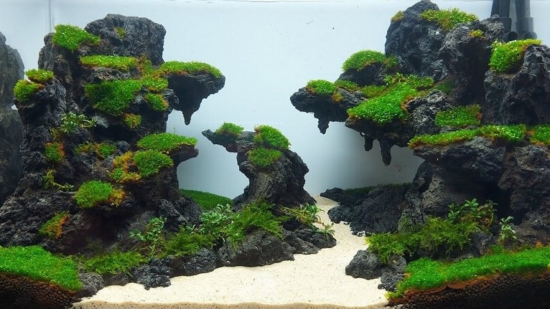 Trồng rêu trên đá