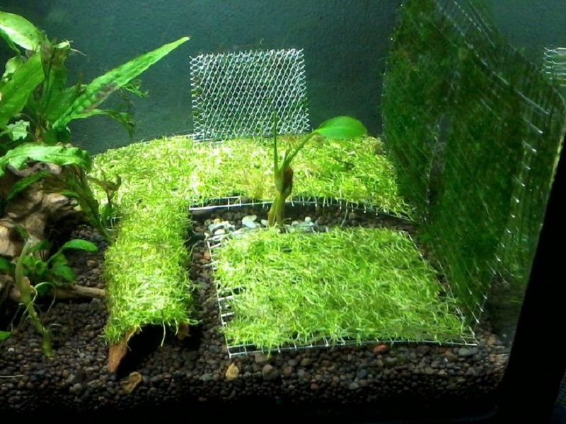 Trồng rêu trong lưới