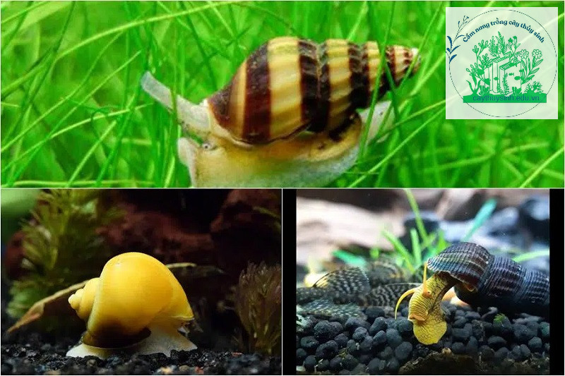 Các loại ốc hại trong hồ thủy sinh