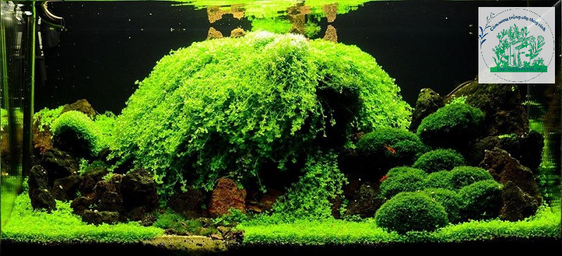 Cách trồng cây Trân Châu Ngọc Trai trong hồ cá thủy sinh