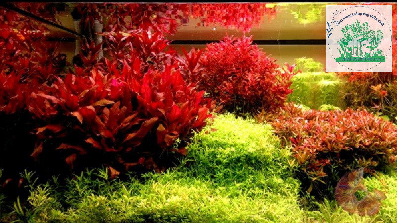 Cách trồng cây đại hồng điệp