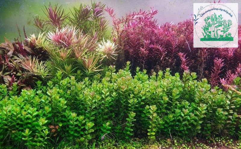 Cách trồng và chăm sóc cây thủy sinh vảy ốc