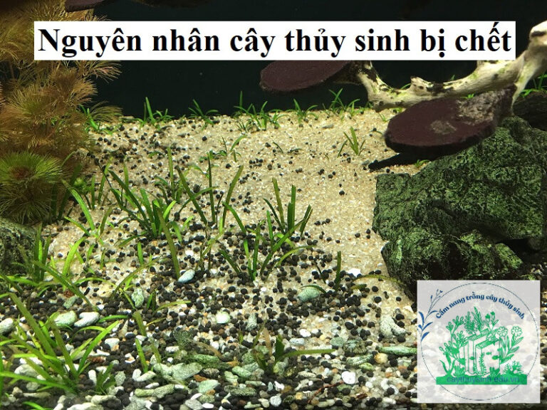 Nguyên nhân cây thủy sinh bị chết, cách khắc phục và phòng ngừa