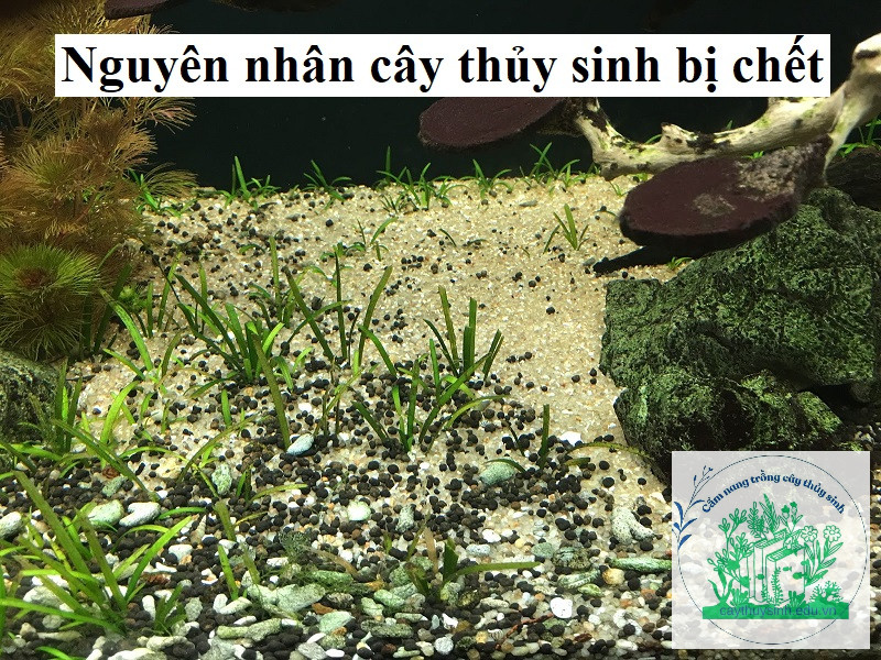 Nguyên nhân cây thủy sinh bị chết