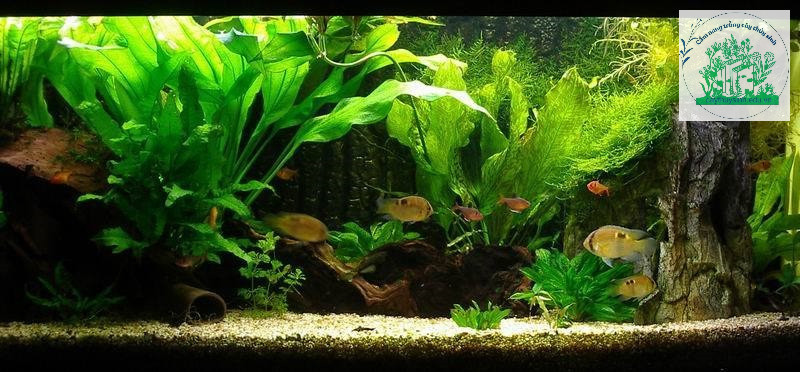 Cách trồng rêu thủy sinh trong hồ cá