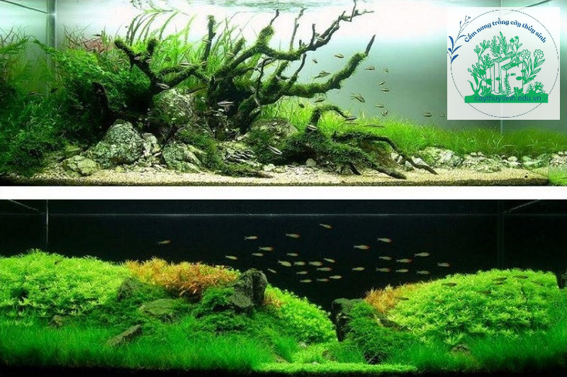 Cây thủy sinh Eleocharis Acutifolia