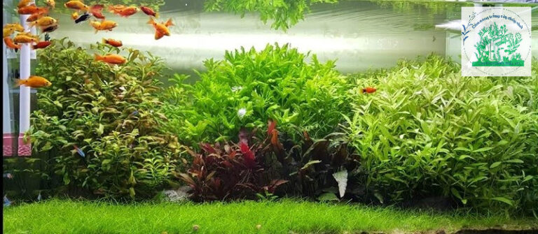 Hygrophila Polysperma – Cây trung cảnh dễ trồng, phát triển nhanh